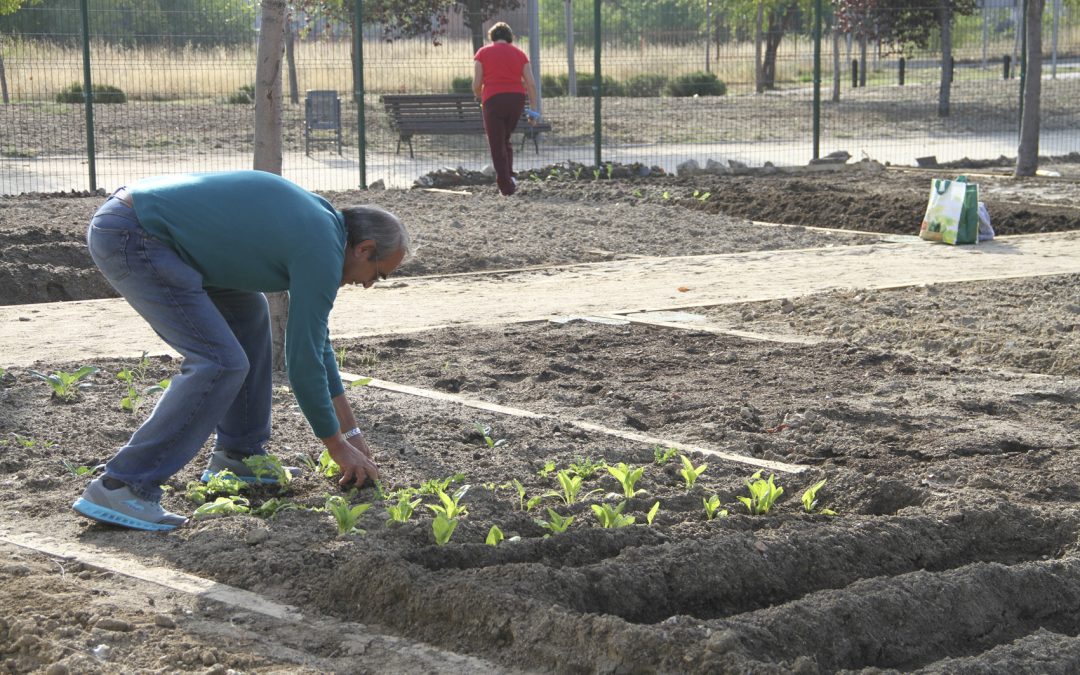 Los mayores de Leganés podrán solicitar los 65 huertos urbanos que oferta el Ayuntamiento