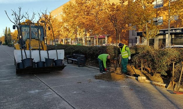 Leganemos reclama al Gobierno local que cumpla la ley al respecto del arbolado de la ciudad