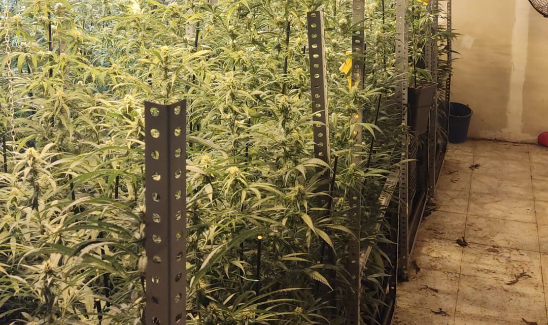La Policía Nacional desmantela en Leganés una “plantación indoor” en una nave industrial con casi 600 plantas de marihuana