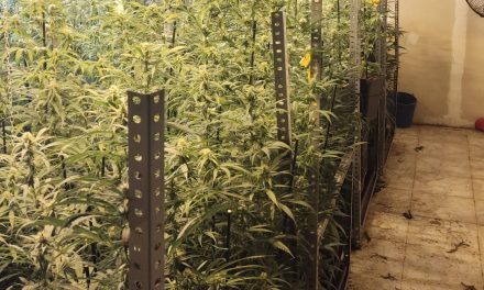 La Policía Nacional desmantela en Leganés una “plantación indoor” en una nave industrial con casi 600 plantas de marihuana