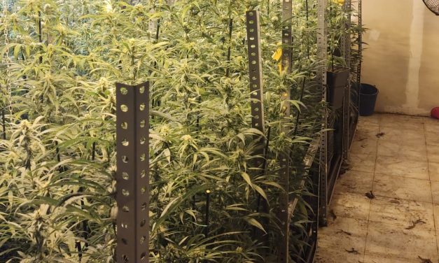 La Policía Nacional desmantela en Leganés una “plantación indoor” en una nave industrial con casi 600 plantas de marihuana