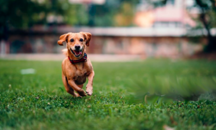 Leganés habilita 350.000 metros cuadrados para que los perros puedan ir sueltos en horarios específicos
