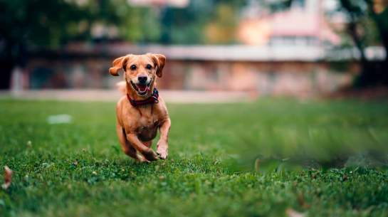 Leganés habilita 350.000 metros cuadrados para que los perros puedan ir sueltos en horarios específicos