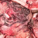 Detenido en Leganés un empresario por vender carne putrefacta tratada con blanqueantes de construcción