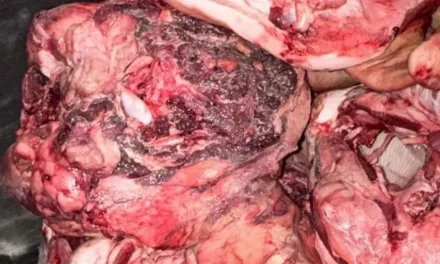 Detenido en Leganés un empresario por vender carne putrefacta tratada con blanqueantes de construcción